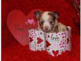 Chihuahua Puppy for sale in Fort Mill, SC, USA