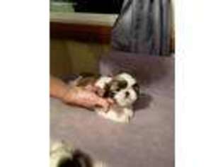 Mutt Puppy for sale in Flatwoods, WV, USA