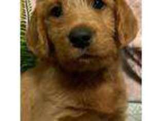 Labradoodle Puppy for sale in Brainerd, MN, USA
