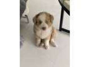 Australian Shepherd Puppy for sale in Miami, FL, USA