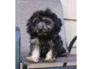 Cavapoo Puppy for sale in Elk City, KS, USA