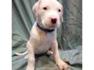 Dogo Argentino Puppy for sale in Quitman, TX, USA