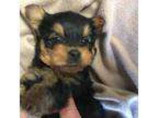 Yorkshire Terrier Puppy for sale in Huntsville, TX, USA