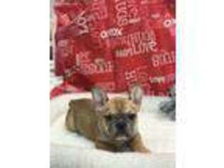 French Bulldog Puppy for sale in White Pine, TN, USA