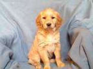 Golden Retriever Puppy for sale in Byron, MI, USA