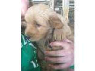 Golden Retriever Puppy for sale in Clintonville, WI, USA