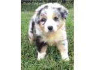 Australian Shepherd Puppy for sale in Brandon, MS, USA