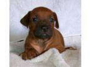 Rhodesian Ridgeback Puppy for sale in Rhome, TX, USA