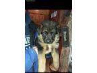 German Shepherd Dog Puppy for sale in Livermore Falls, ME, USA