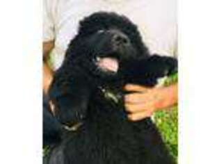 Newfoundland Puppy for sale in Earleville, MD, USA