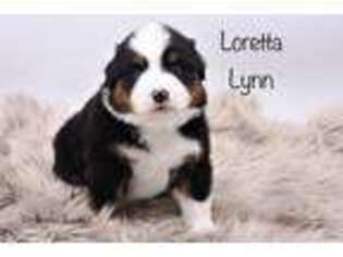 Miniature Australian Shepherd Puppy for sale in Lancaster, MN, USA