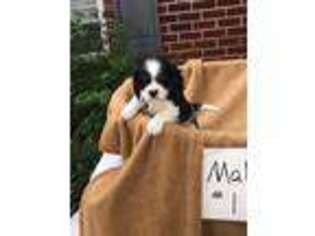 English Toy Spaniel Puppy for sale in Pensacola, FL, USA
