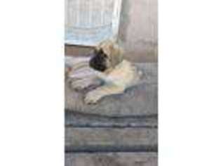 Mastiff Puppy for sale in Albuquerque, NM, USA