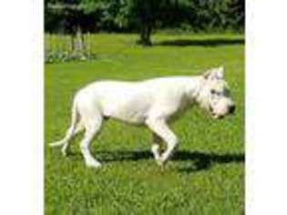 Dogo Argentino Puppy for sale in Blackstone, VA, USA
