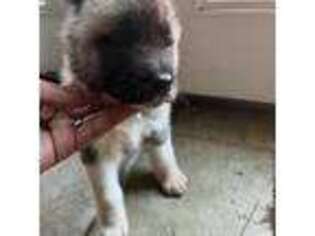Akita Puppy for sale in Stone Mountain, GA, USA