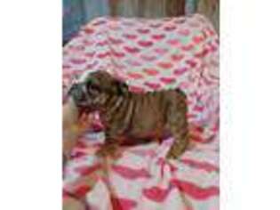 Bulldog Puppy for sale in Valliant, OK, USA