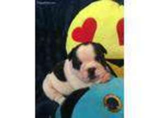 French Bulldog Puppy for sale in Mifflinburg, PA, USA