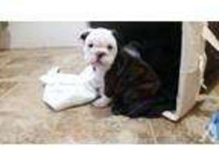 Bulldog Puppy for sale in FAIRVIEW, TN, USA