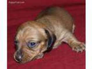 Dachshund Puppy for sale in Huntsville, TX, USA