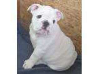 Bulldog Puppy for sale in Littlerock, CA, USA