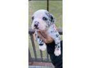 Alapaha Blue Blood Bulldog Puppy for sale in Auburn, AL, USA