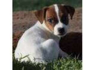 Jack Russell Terrier Puppy for sale in Riverside, CA, USA