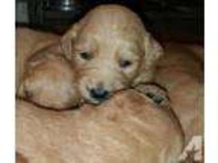 Goldendoodle Puppy for sale in GILMANTON, NH, USA