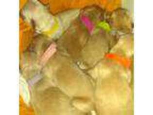 Golden Retriever Puppy for sale in West Chester, PA, USA