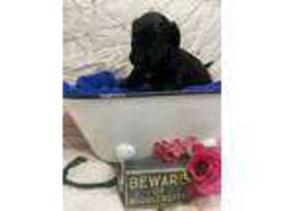 Border Collie Puppy for sale in Pinckneyville, IL, USA