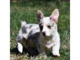 Pembroke Welsh Corgi Puppy for sale in Floyd, VA, USA