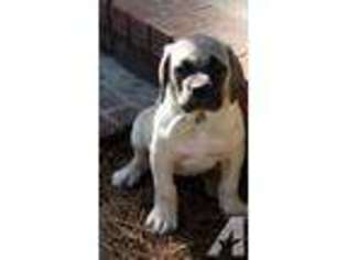 Mastiff Puppy for sale in JESUP, GA, USA