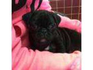 Pug Puppy for sale in HOMESTEAD, PA, USA