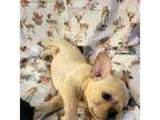 French Bulldog Puppy for sale in Caulfield, MO, USA