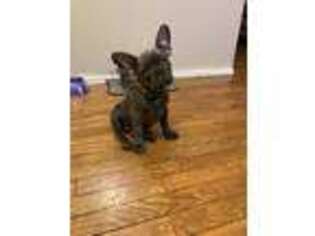 French Bulldog Puppy for sale in Silver Spring, MD, USA