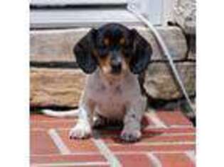 Dachshund Puppy for sale in Peyton, CO, USA