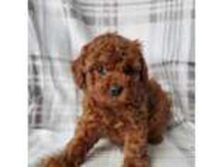 Cavapoo Puppy for sale in Eau Claire, WI, USA