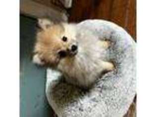 Pomeranian Puppy for sale in Mount Morris, PA, USA