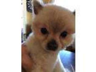 Pomeranian Puppy for sale in Parker, CO, USA