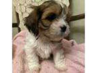 Cavalier King Charles Spaniel Puppy for sale in Hooper, UT, USA