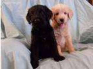 Labradoodle Puppy for sale in Blue Ridge, GA, USA