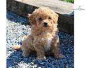 Cavachon Puppy for sale in Harrisburg, PA, USA