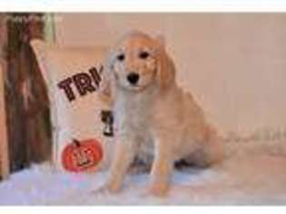 Goldendoodle Puppy for sale in West Brookfield, MA, USA