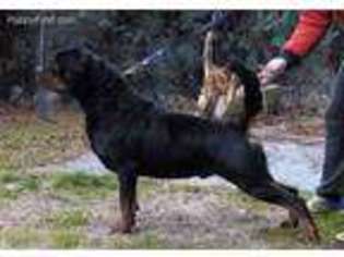 Rottweiler Puppy for sale in Fresno, CA, USA