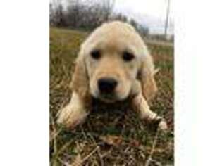 Golden Retriever Puppy for sale in Rogersville, MO, USA