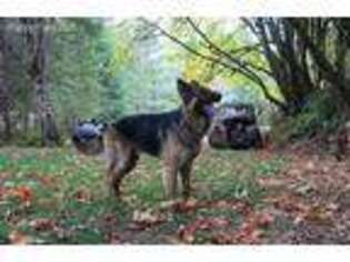 German Shepherd Dog Puppy for sale in Cottage Grove, OR, USA