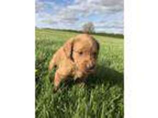 Labradoodle Puppy for sale in Delta, OH, USA