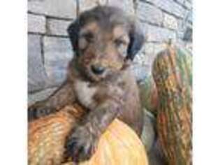 Mutt Puppy for sale in Georgetown, KY, USA