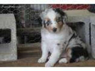 Miniature Australian Shepherd Puppy for sale in Longville, LA, USA