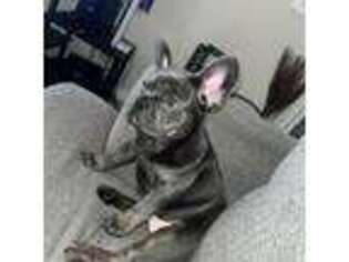 French Bulldog Puppy for sale in Edgewater, NJ, USA