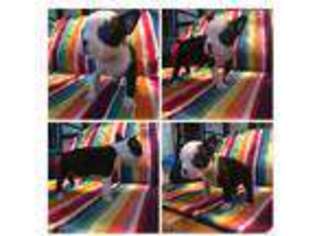 Boston Terrier Puppy for sale in Greenfield, IN, USA
